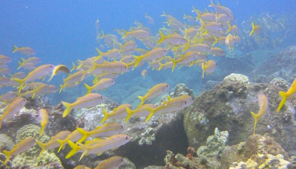 Epic Kauai Boat Dives