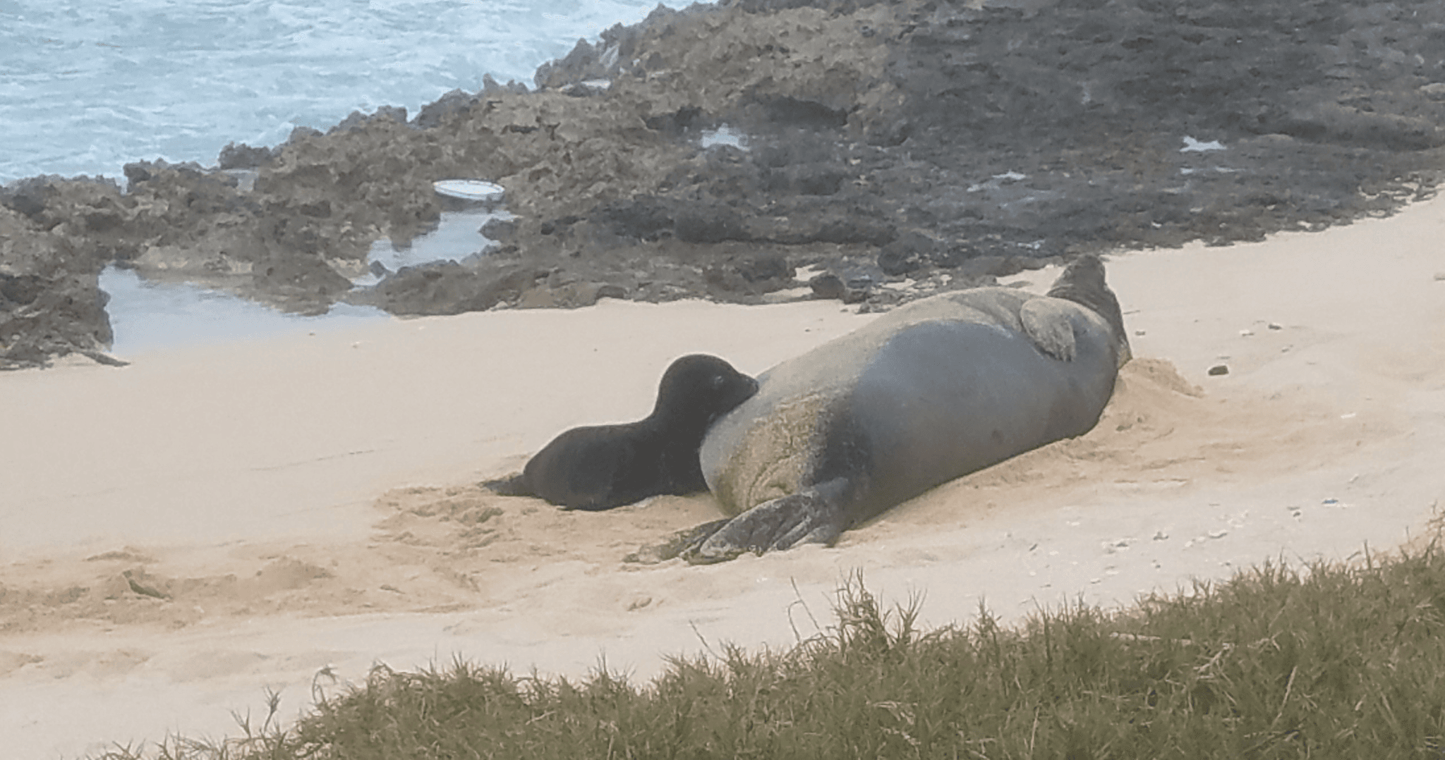 Mom and New Born Pup