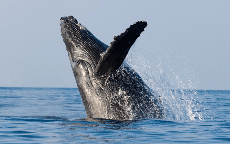 Whale Watching Cruise