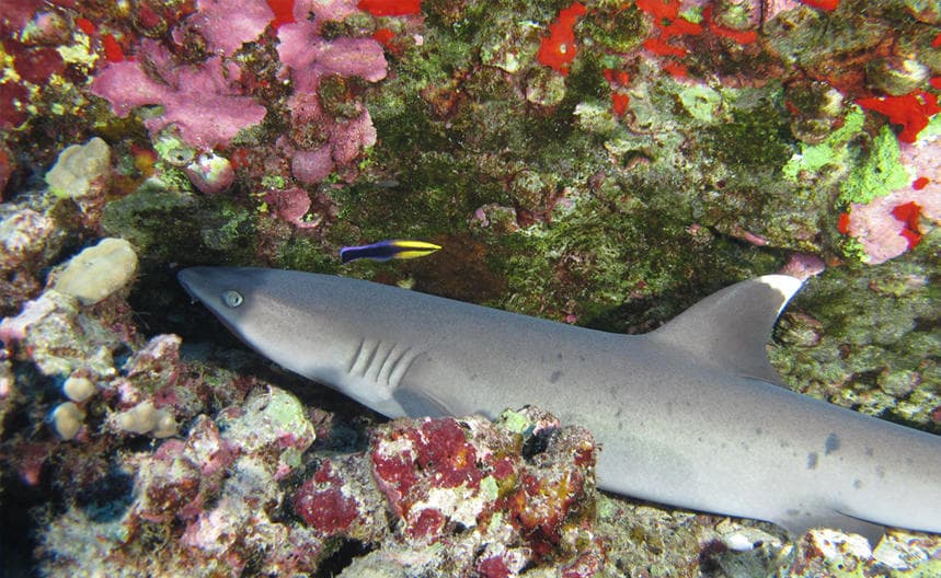 Dive Molokini Crater