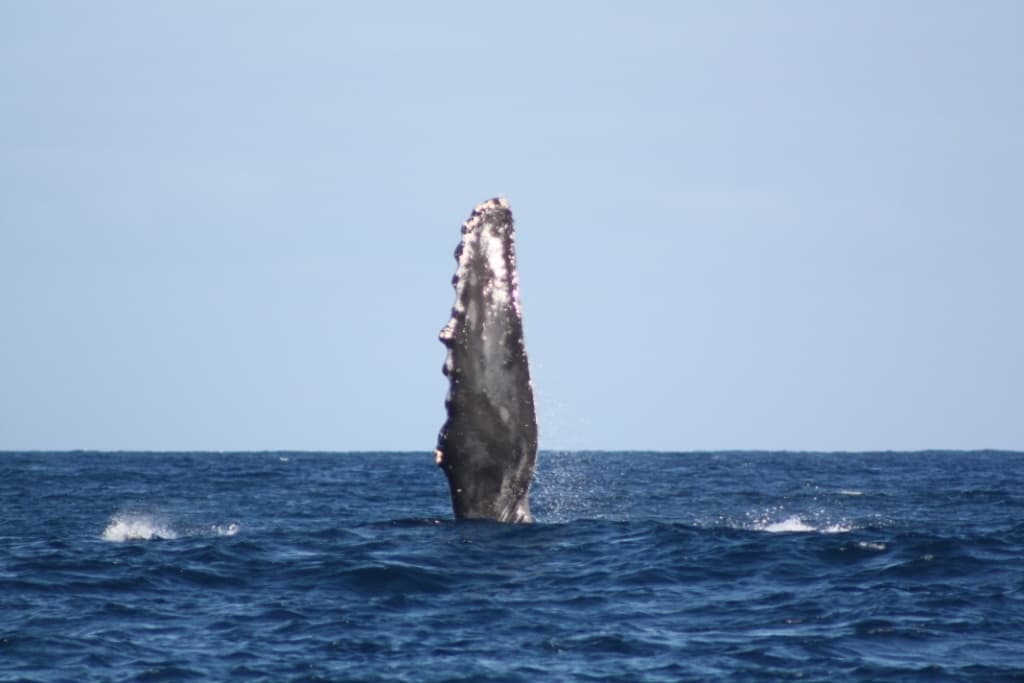 Kauai's Ultimate WEST SIDE Whale & Dolphin Zodiac Boat Adventure