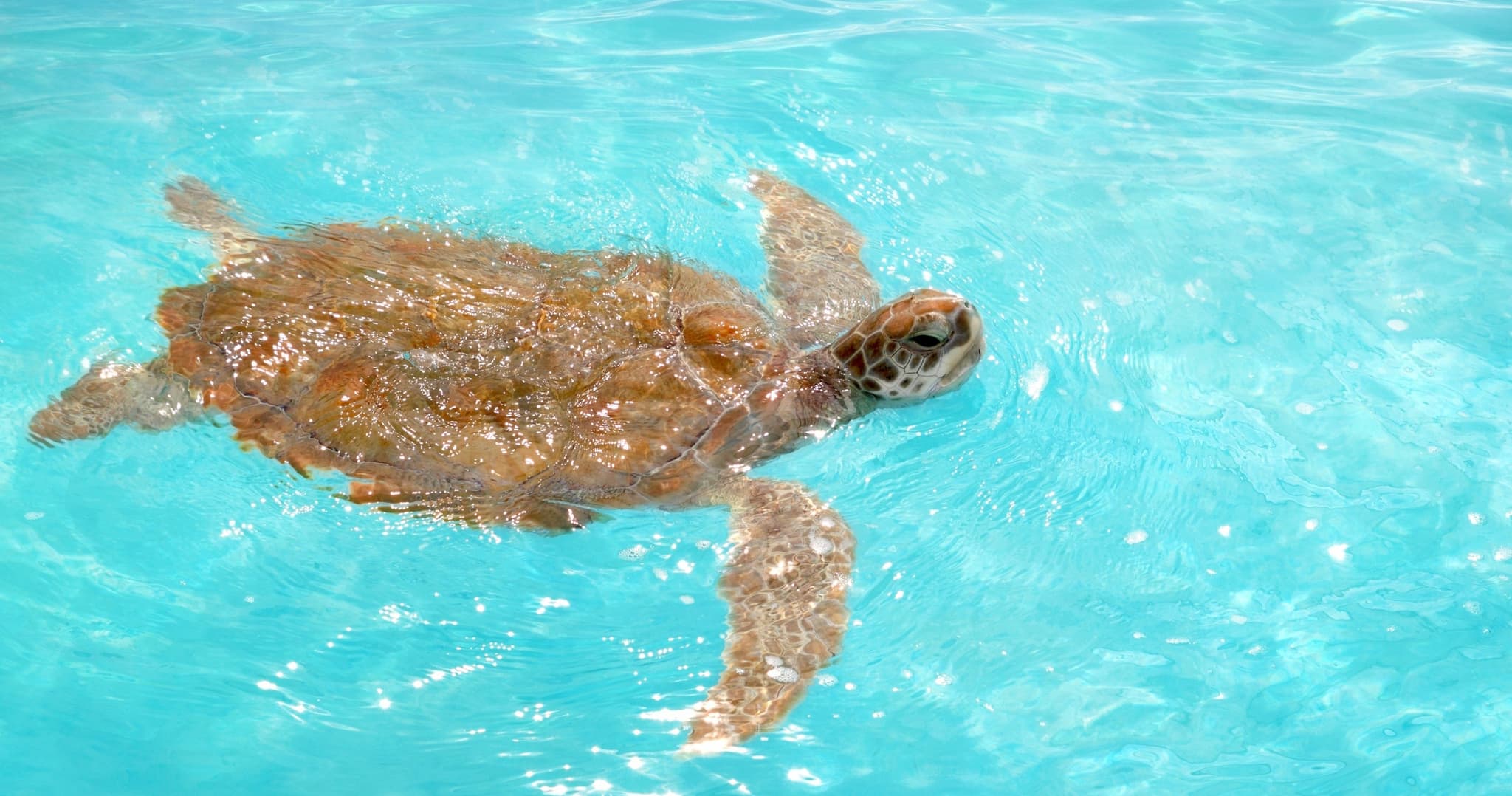 Private Sail and Snorkeling Tour