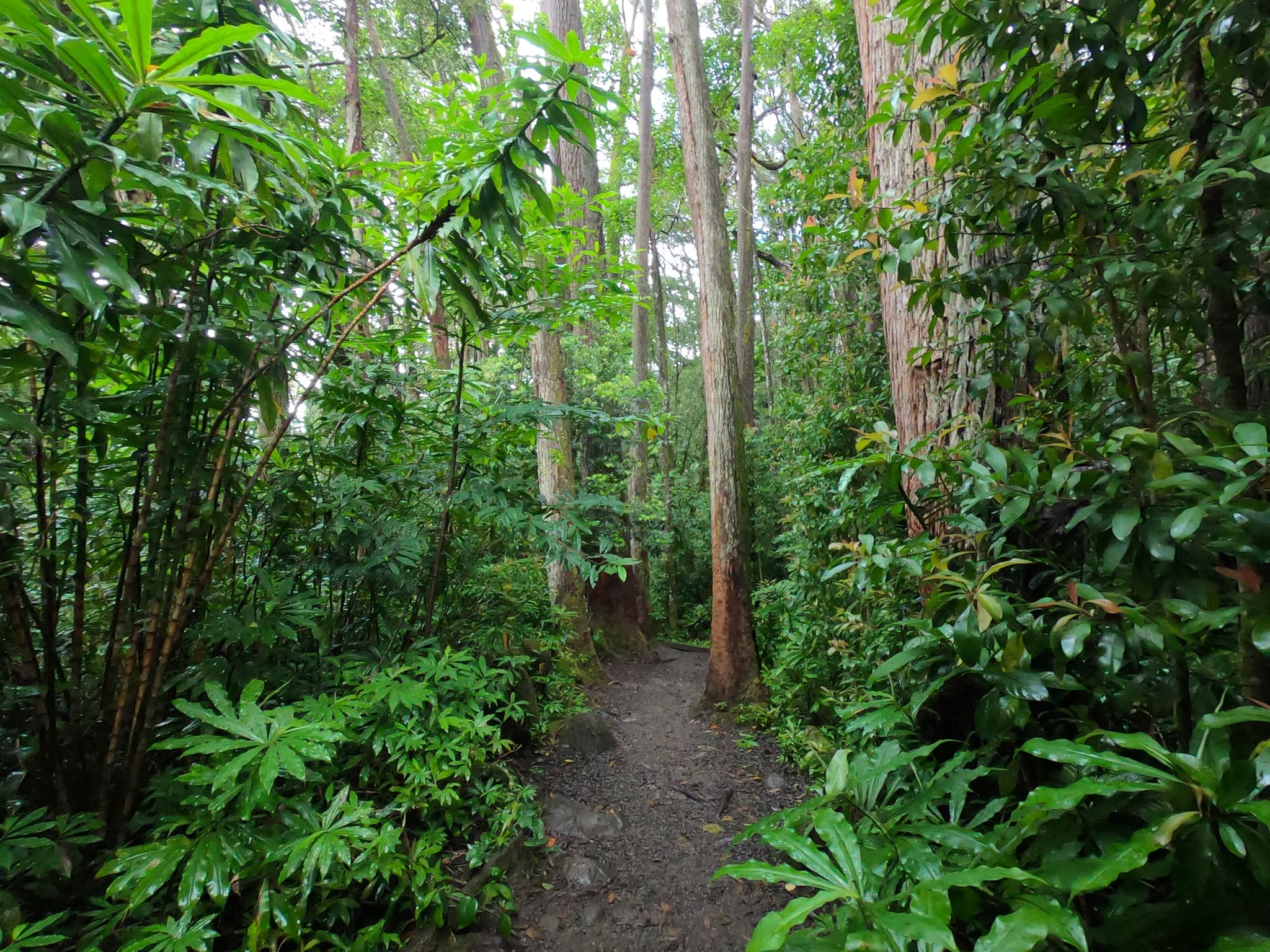 Hawaiian Waterfall Hike