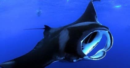 Kona Coast Manta Ray Night Snorkel