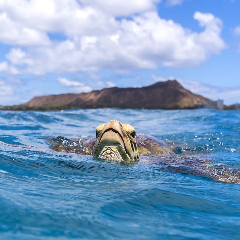 Waikiki Turtle Snorkel Sail with Lunch