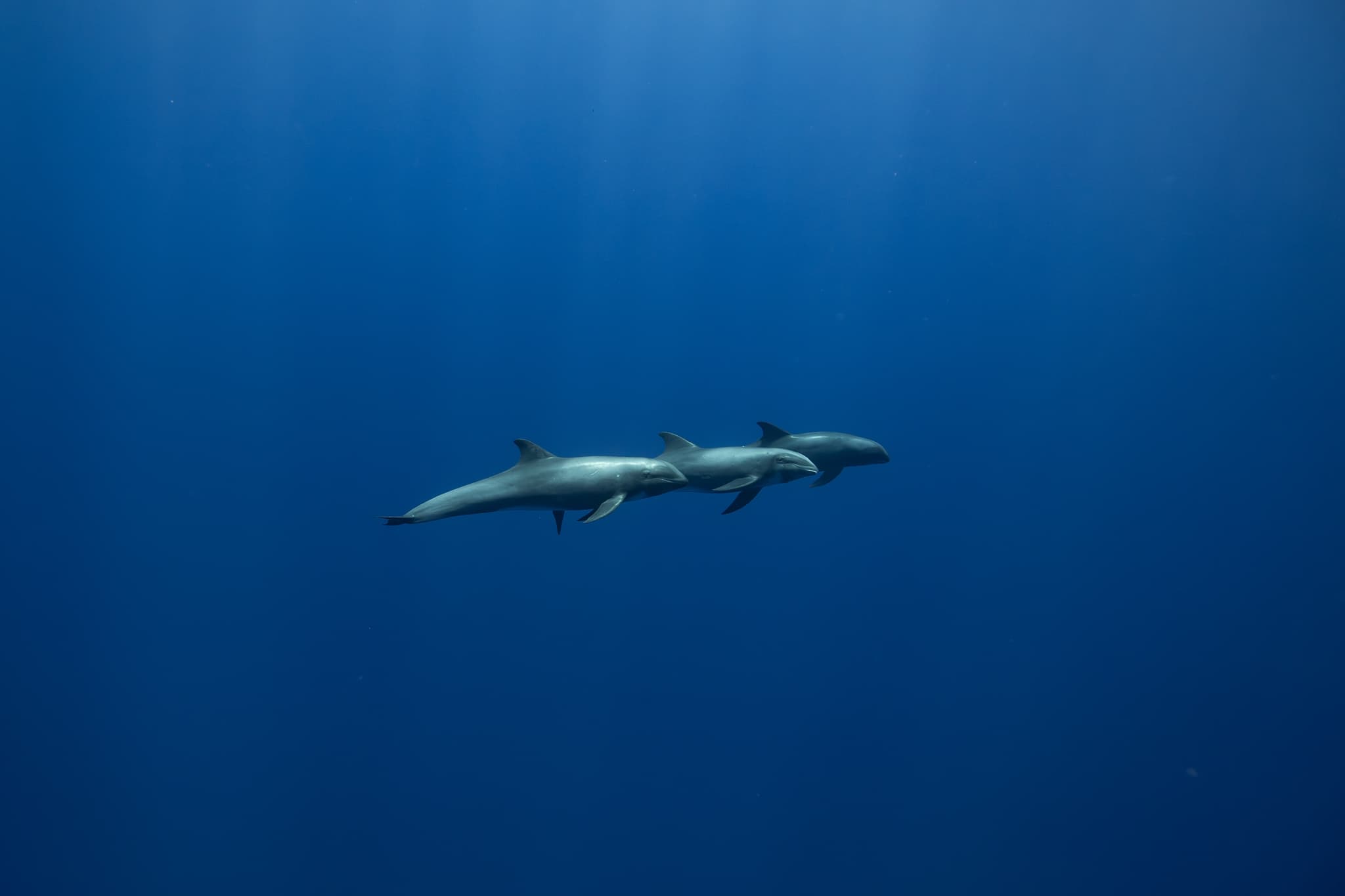 Cetacean Observation