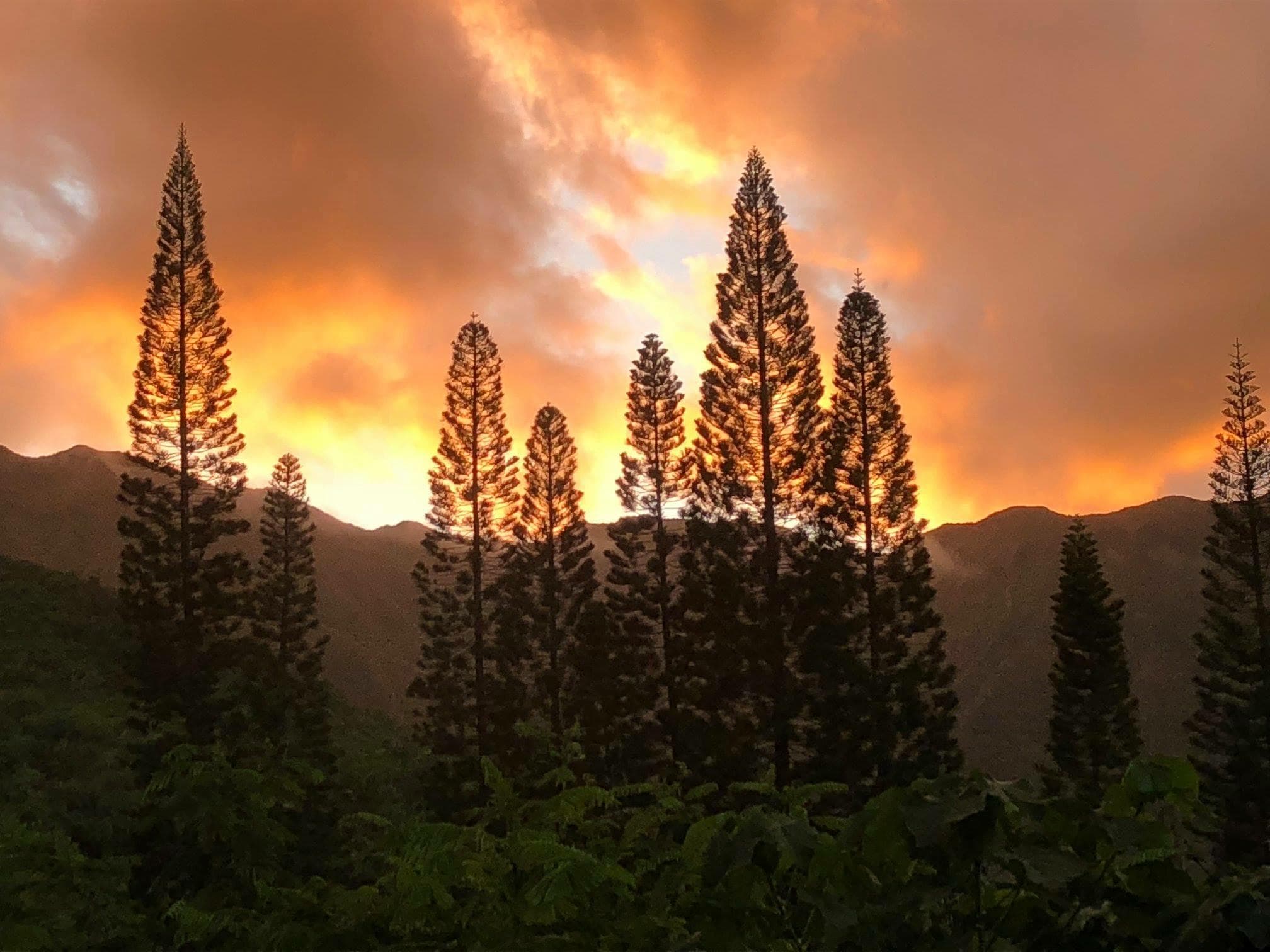 Farm to Table Dining Experience