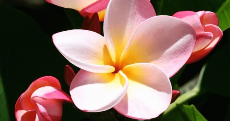 Lei Making and Hula Experience