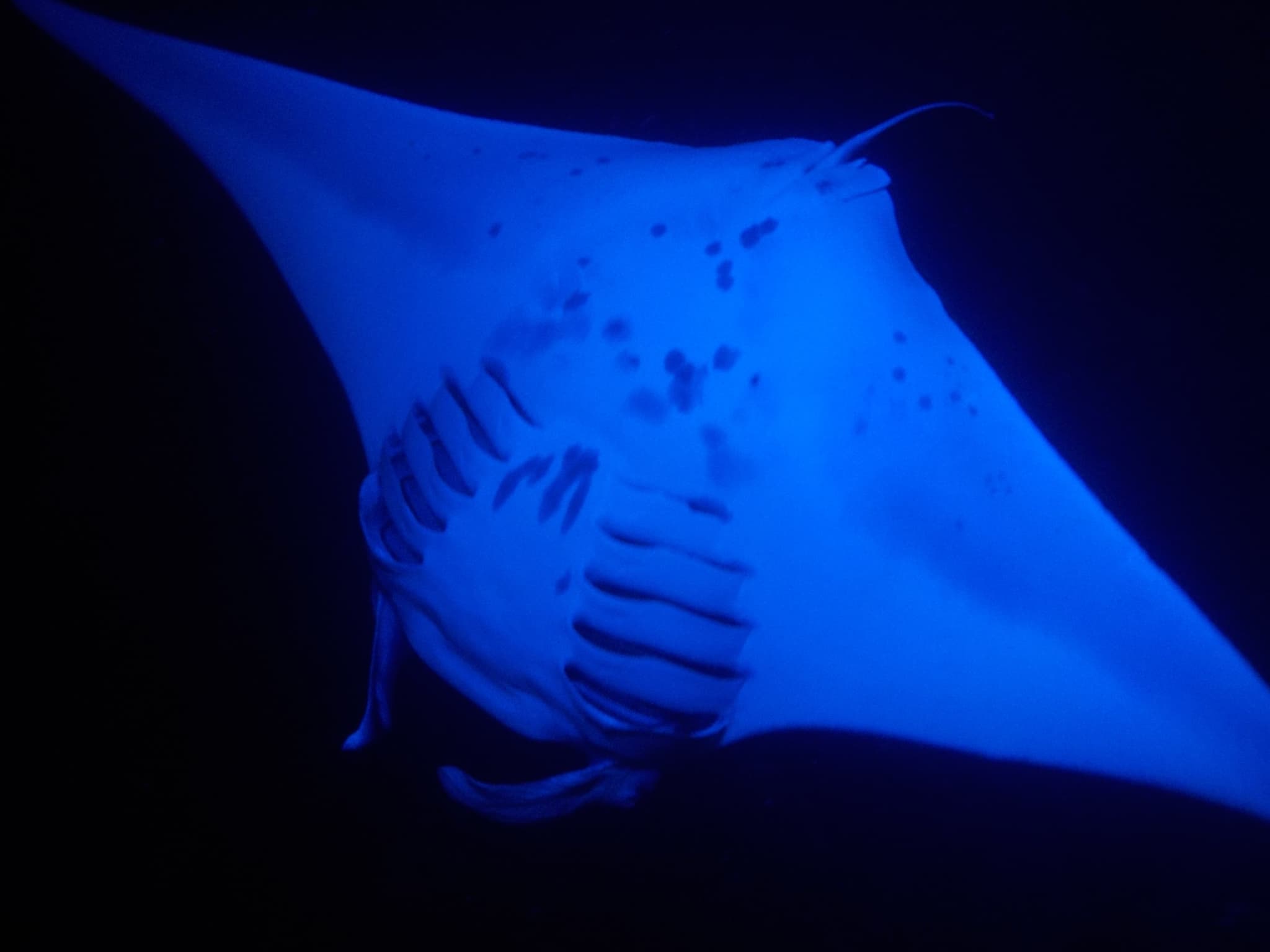 Manta Magic
