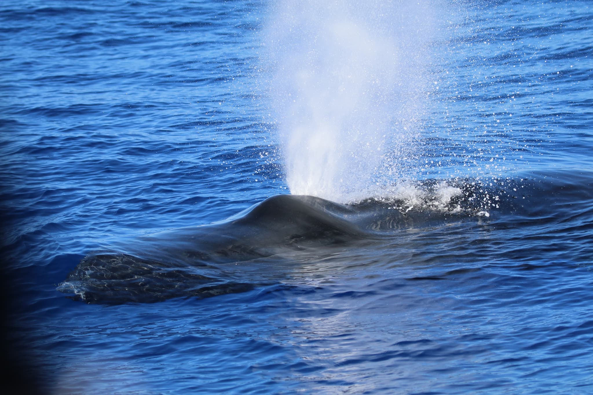 Private Whale Watch Aboard Callisto