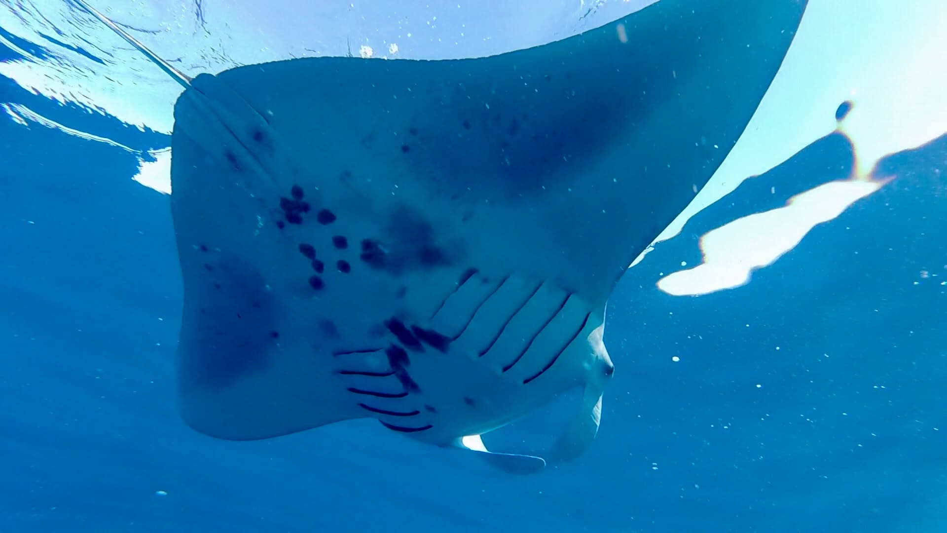 Manta Ray Experience Private Boat
