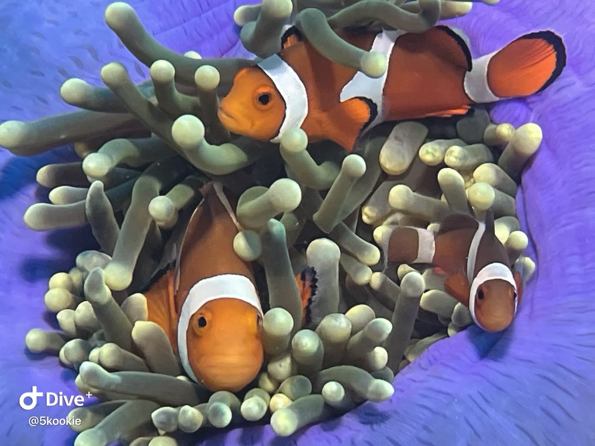 Philippines Dive Trip!