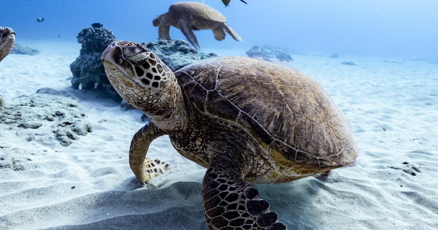 Turtle Canyon Snorkel Tour