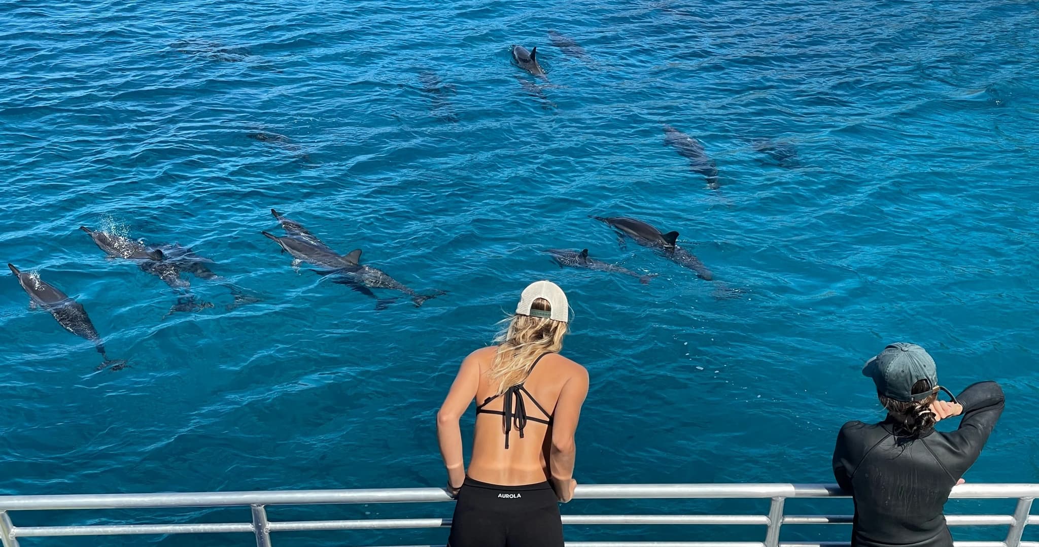 Catamaran Dolphin Watching with Water Activities & Snorkel