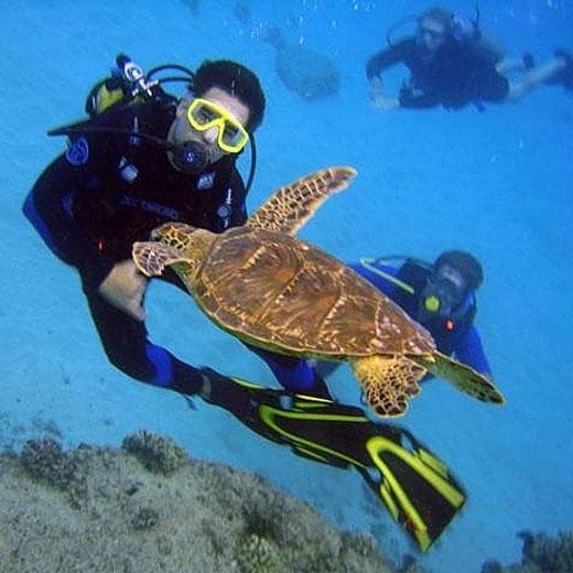 Extremely Fun, 2 Tank Reef Boat Dives - Certified & Beginners Welcome