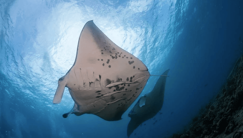 Manta Ray Experience Private Boat