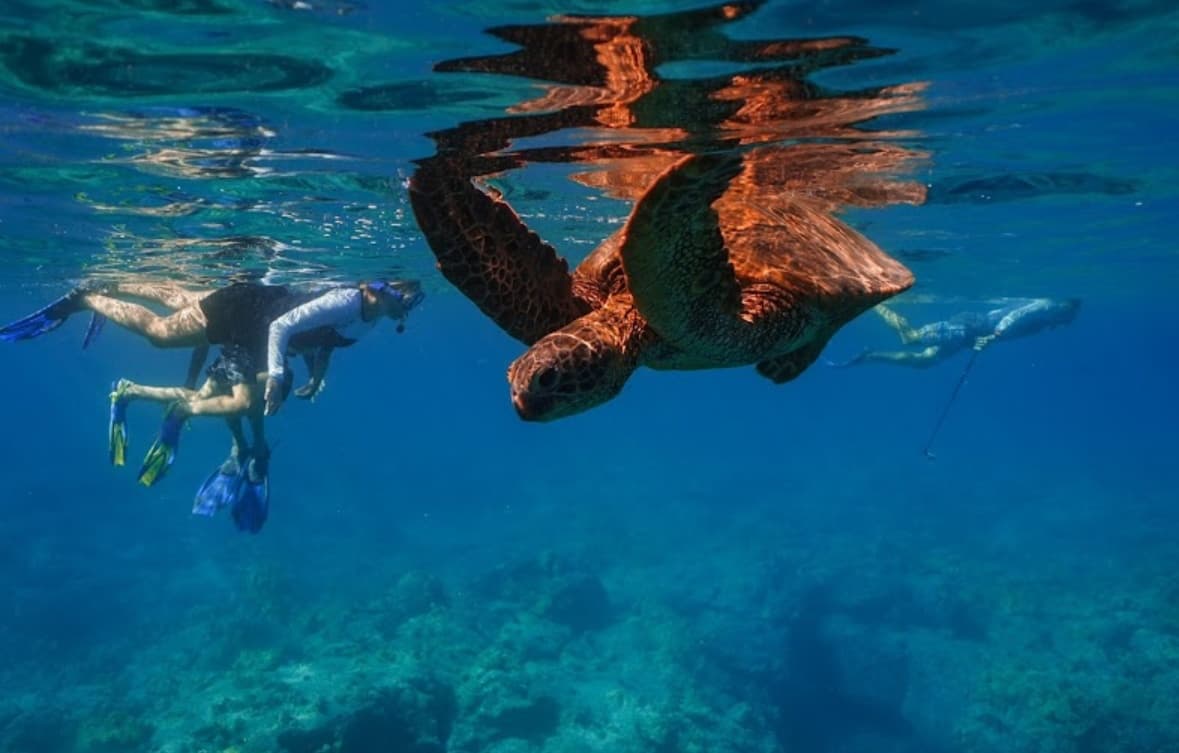 Best Big Island Snorkel