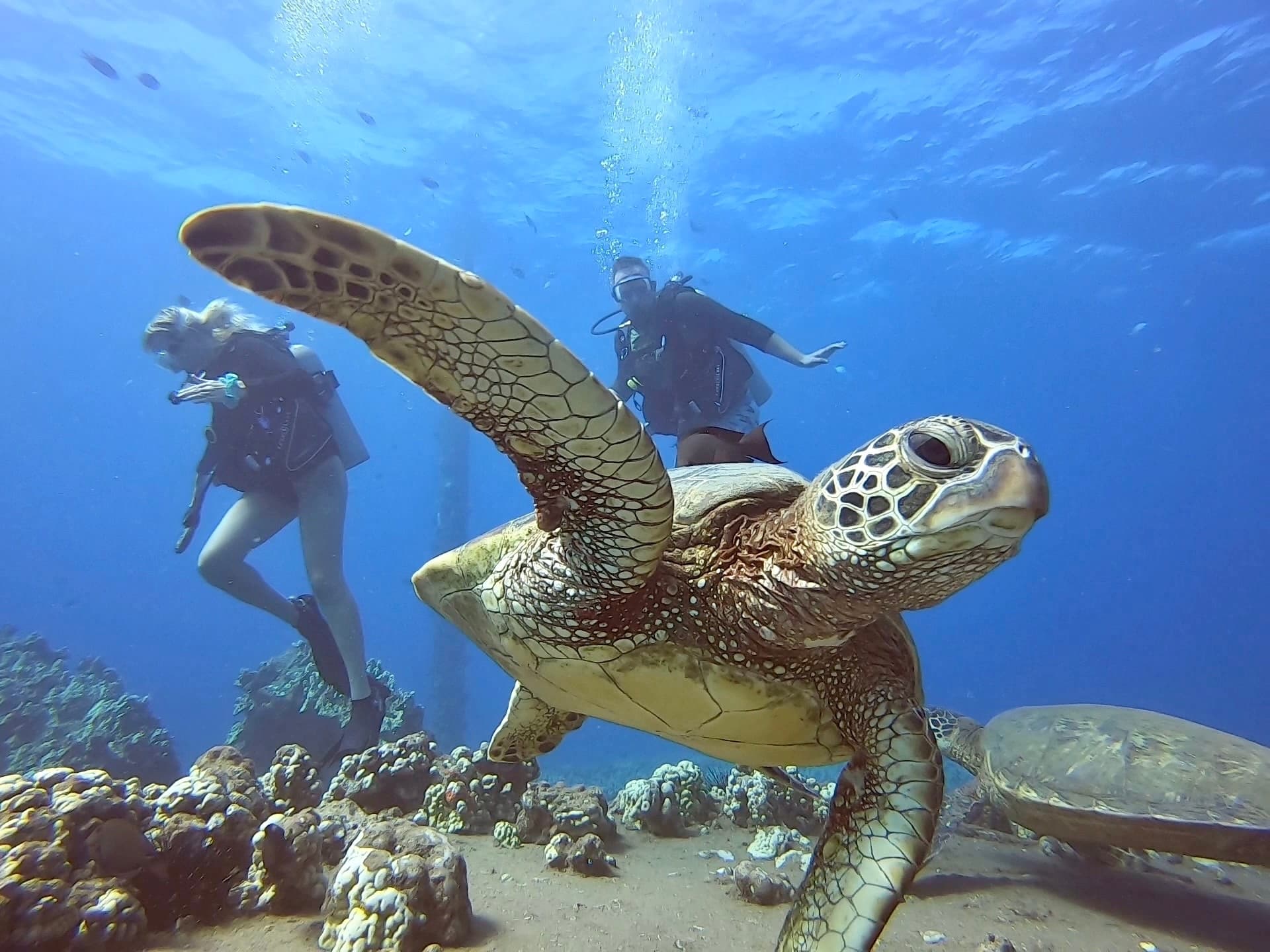 Intro Scuba Class & Reef Dive