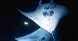 Manta Ray Night Snorkeling