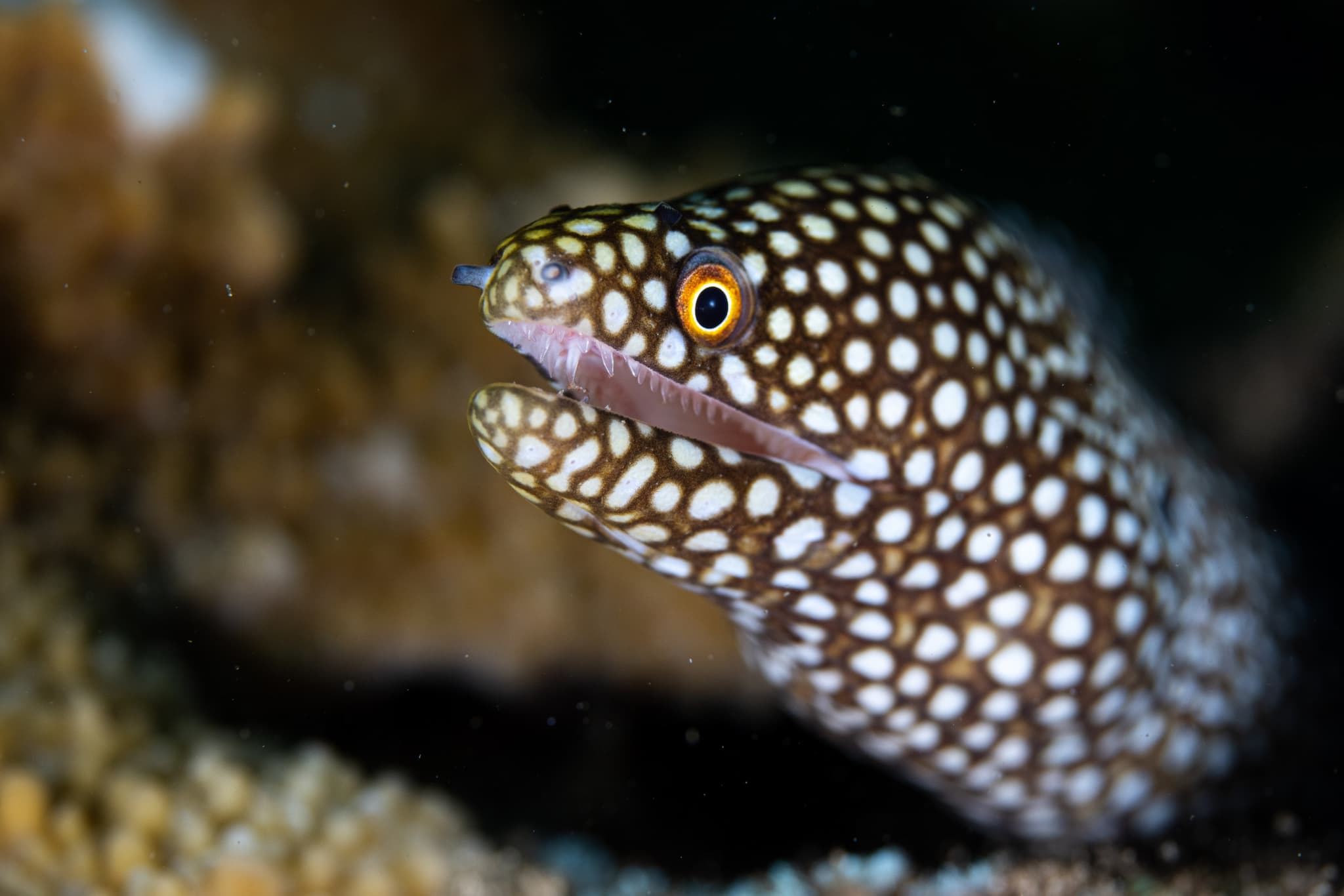 Premium 3-Tank Boat Dive