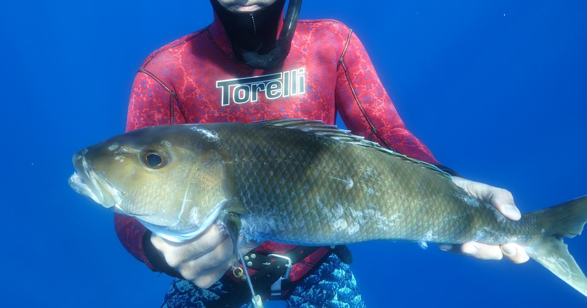 Reef Spearfishing