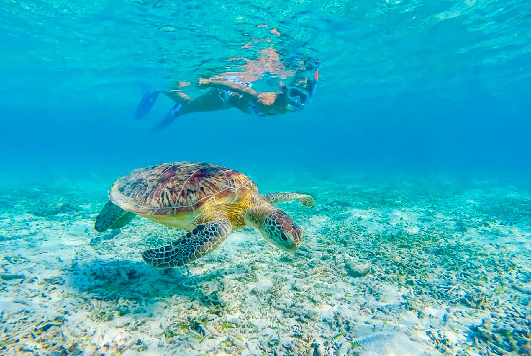 Turtle Snorkeling Adventure