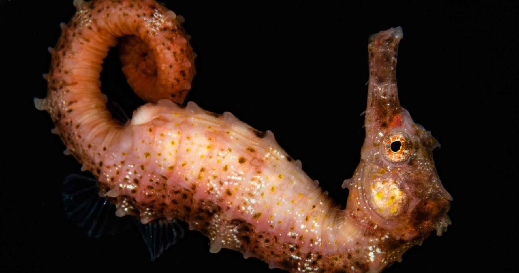 Black Water Night Dive