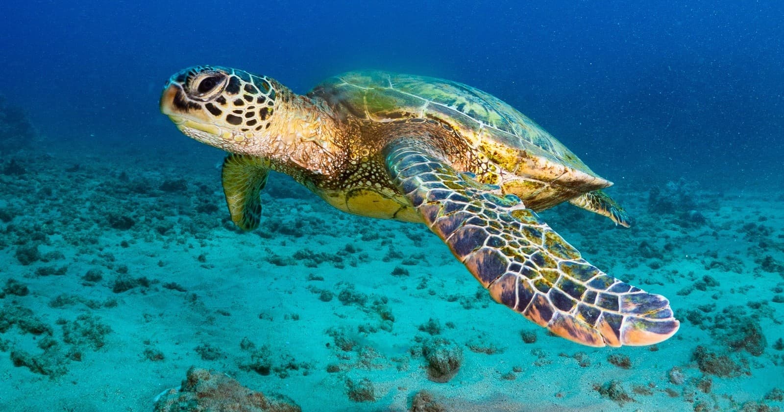 Koloa Landing 1-Tank Shore Dive