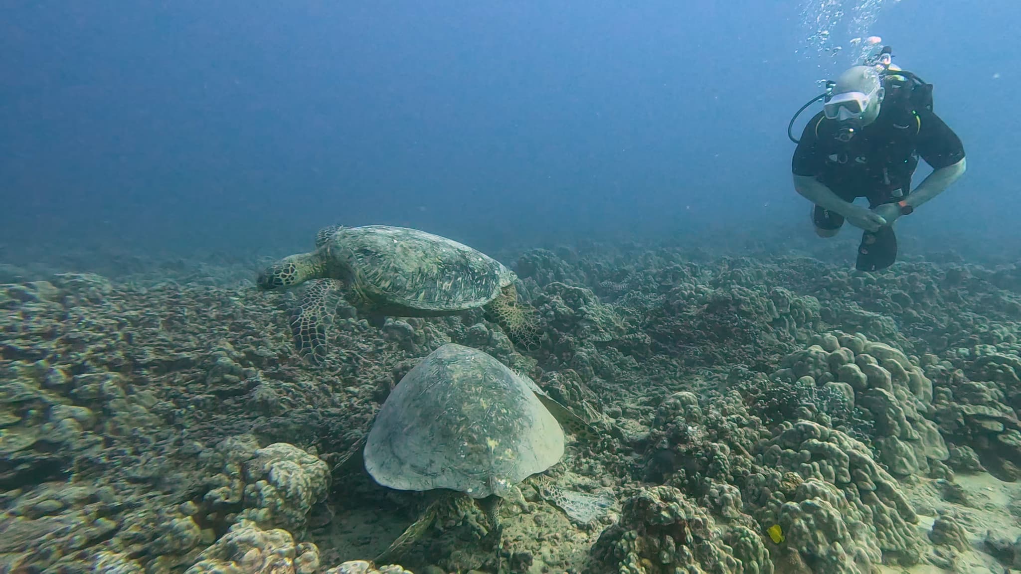 Scuba Diving Excursion - Two Tank Reef Dive