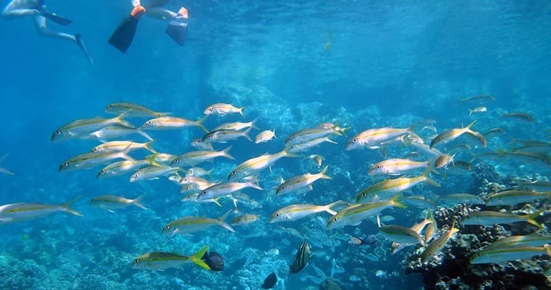 Kealakekua Bay/Captain Cook Dolphin Watch and Reef Snorkel