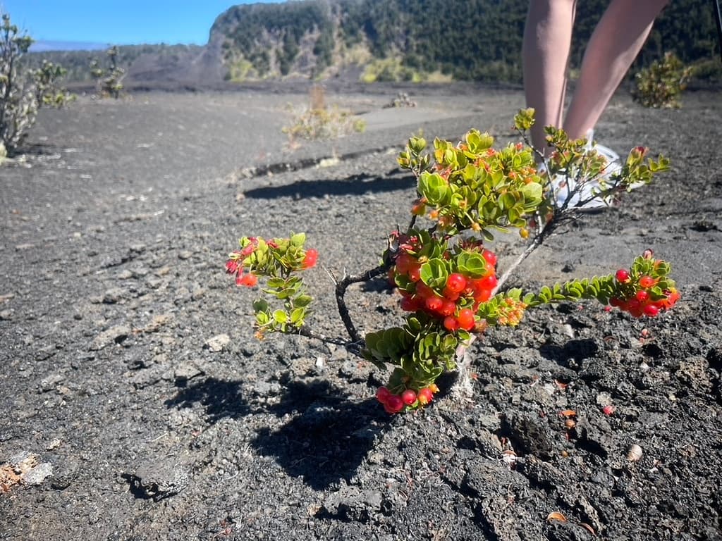A Guided Hike Adventure Kilauea Iki and Lava Tube