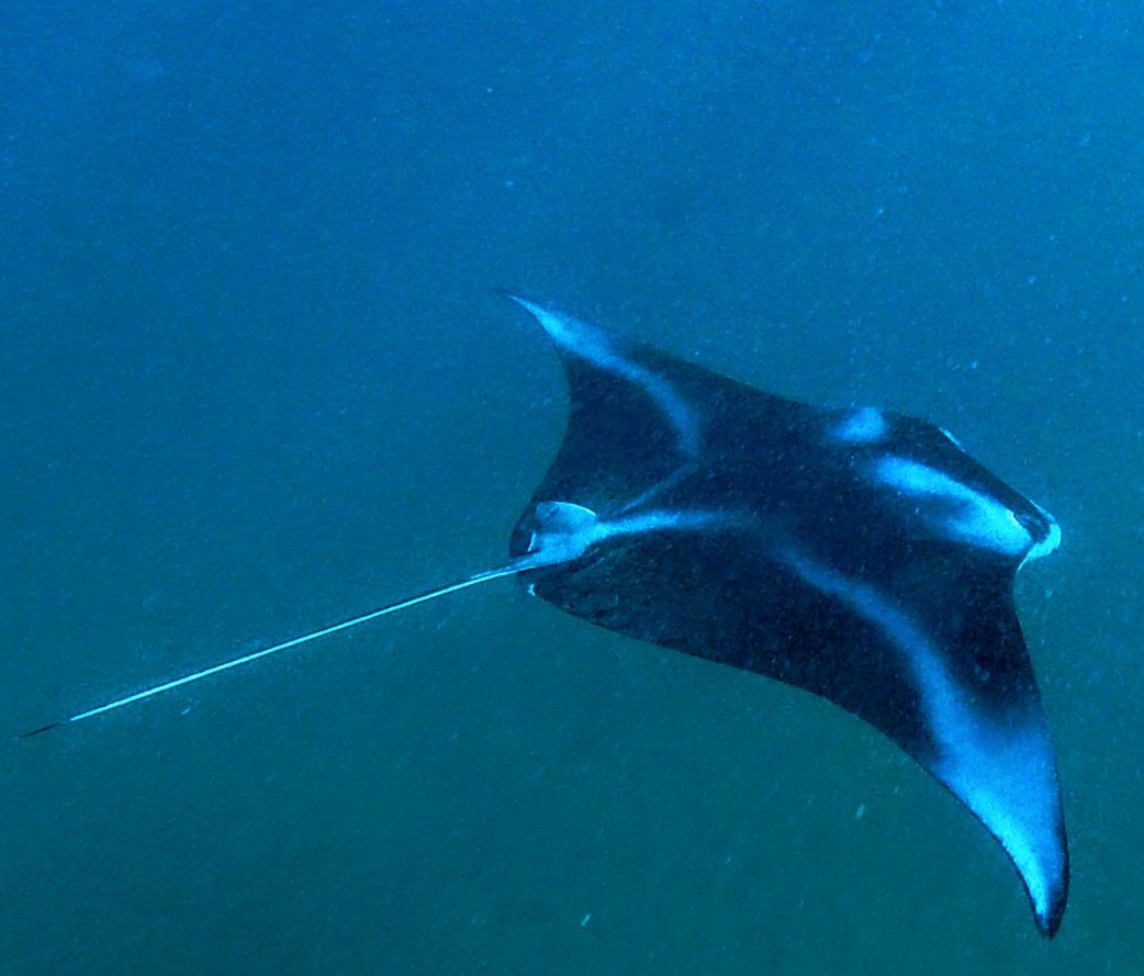 Ocean Kayak and Reef Snorkeling Tour - Olowalu