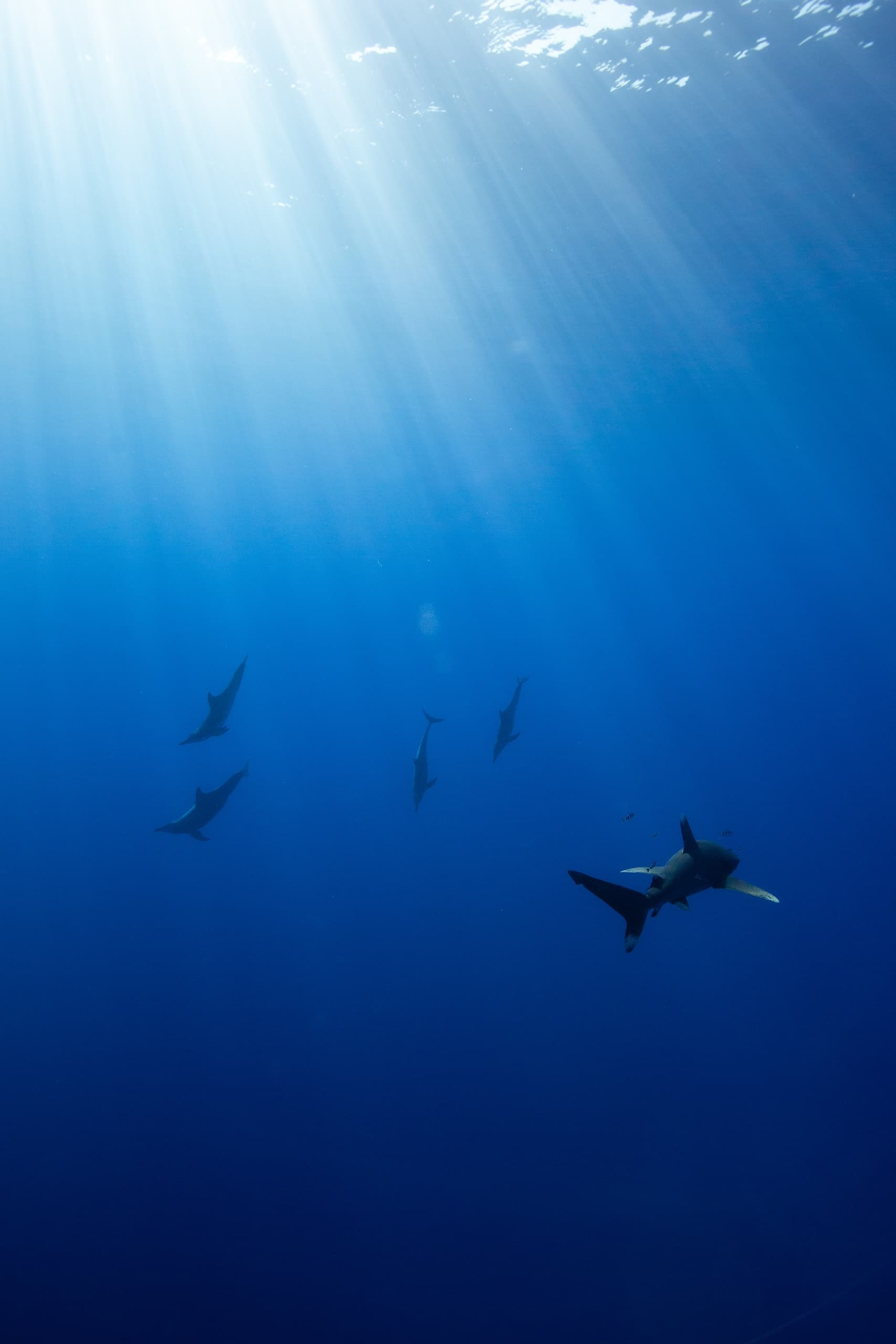 Long Range Pelagic Safari