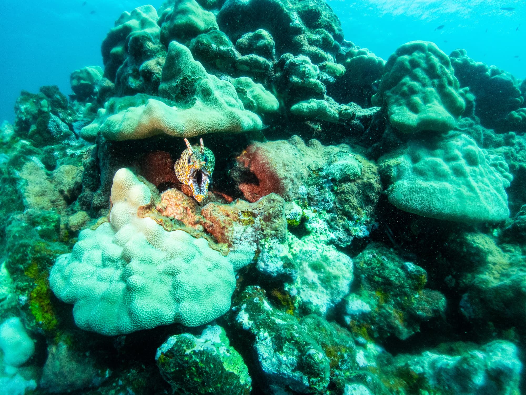 Koloa Landing Twilight 2-Tank Shore Dive