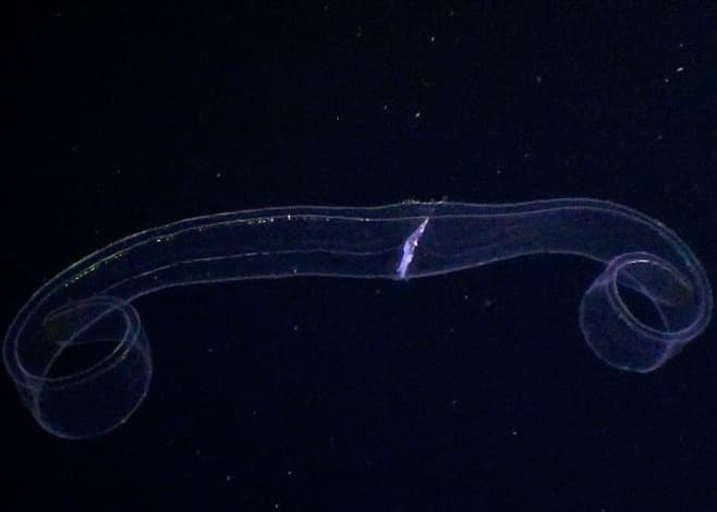 1-Tank Pelagic Black Water Night Dive