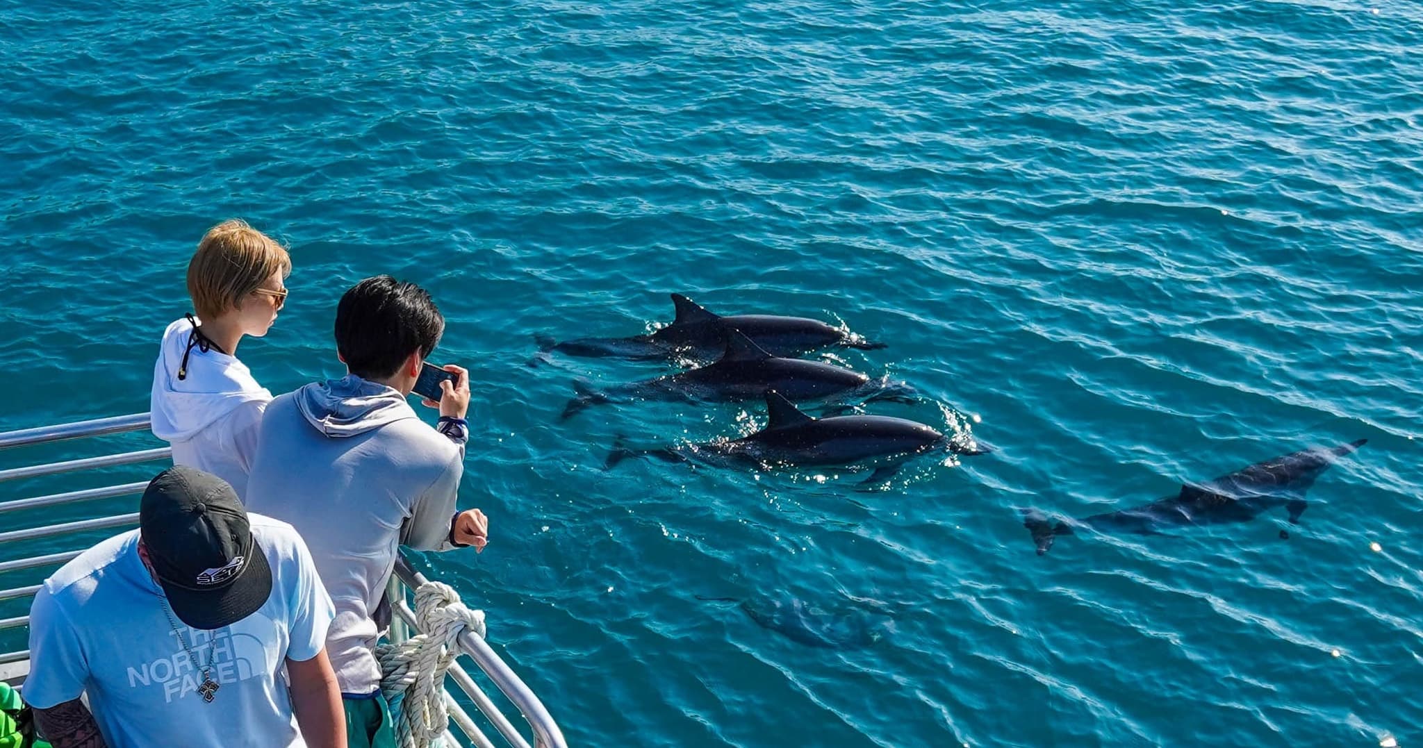 Catamaran Dolphin Watching with Water Activities & Snorkel