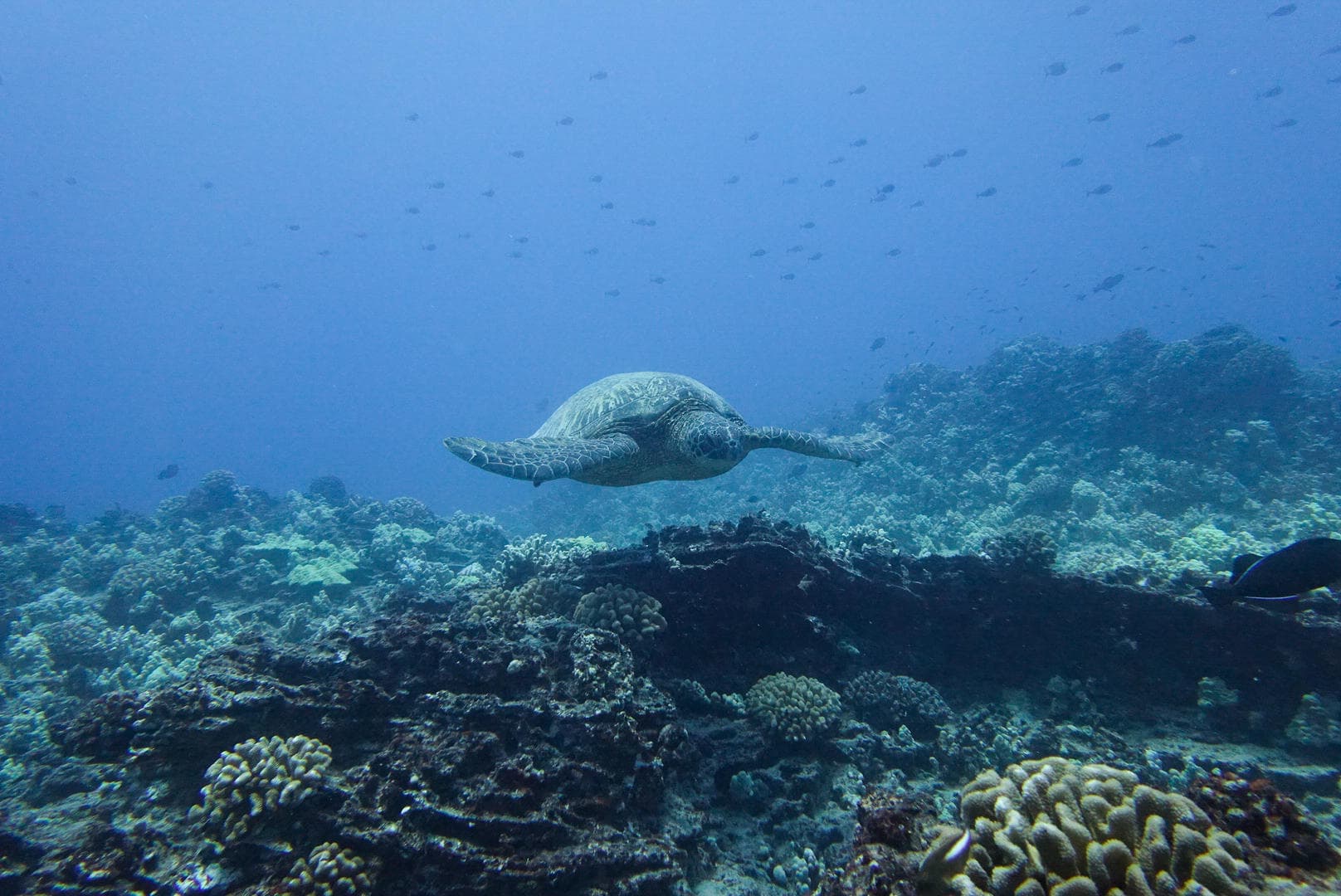 Two Tank Shallow Reef Dives