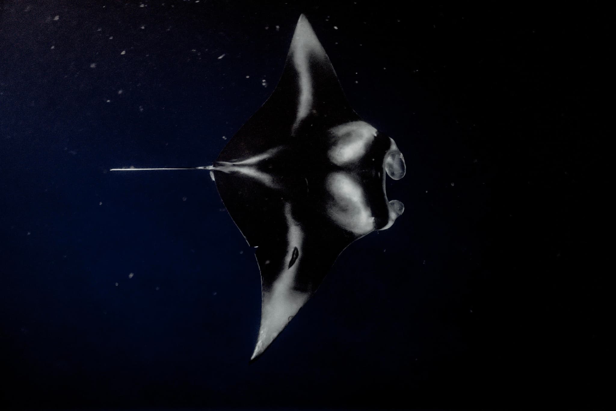 COMBO: Sunset and Manta Ray Snorkel