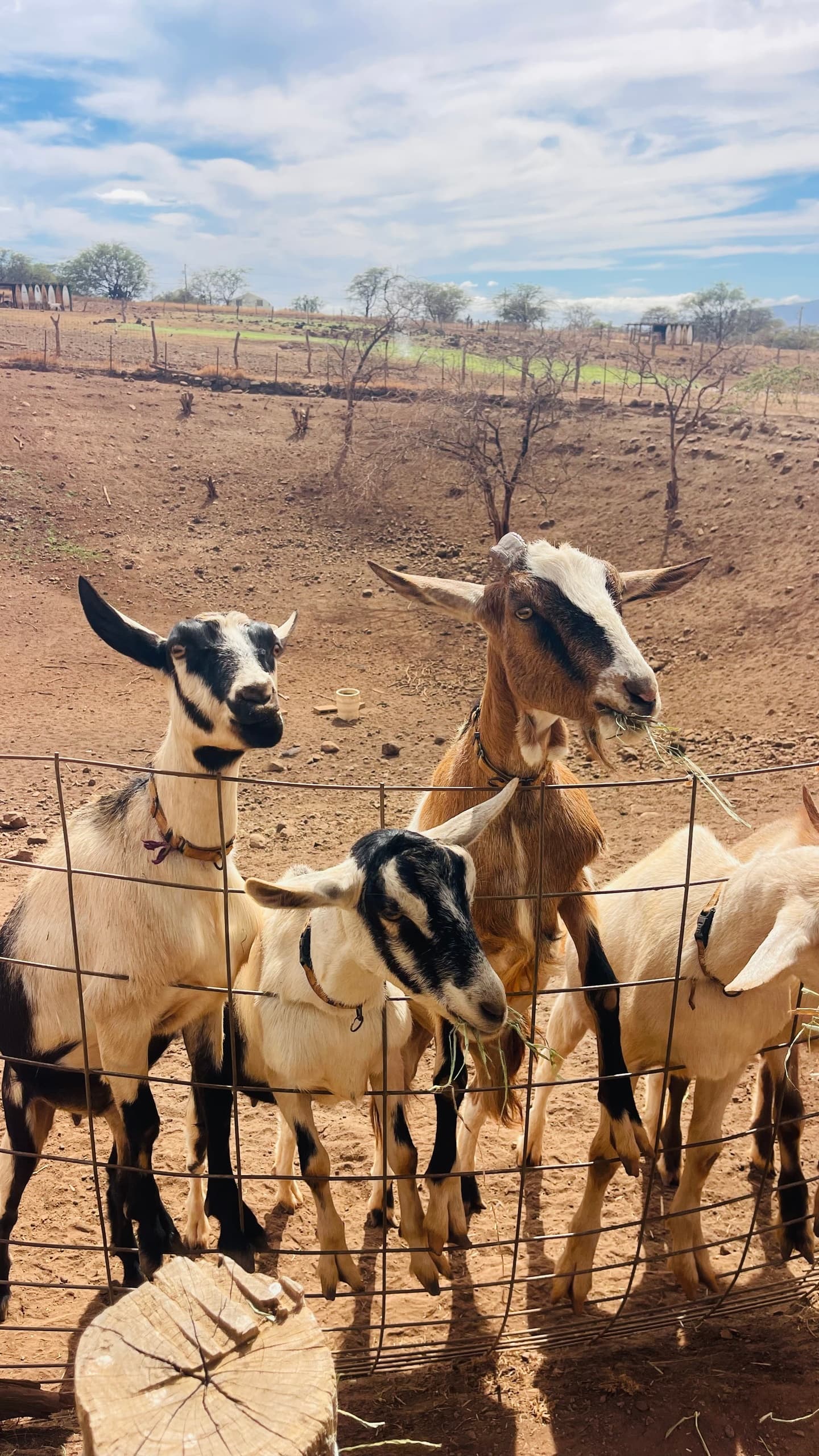 UPCOUNTRY FOOD CRUISE