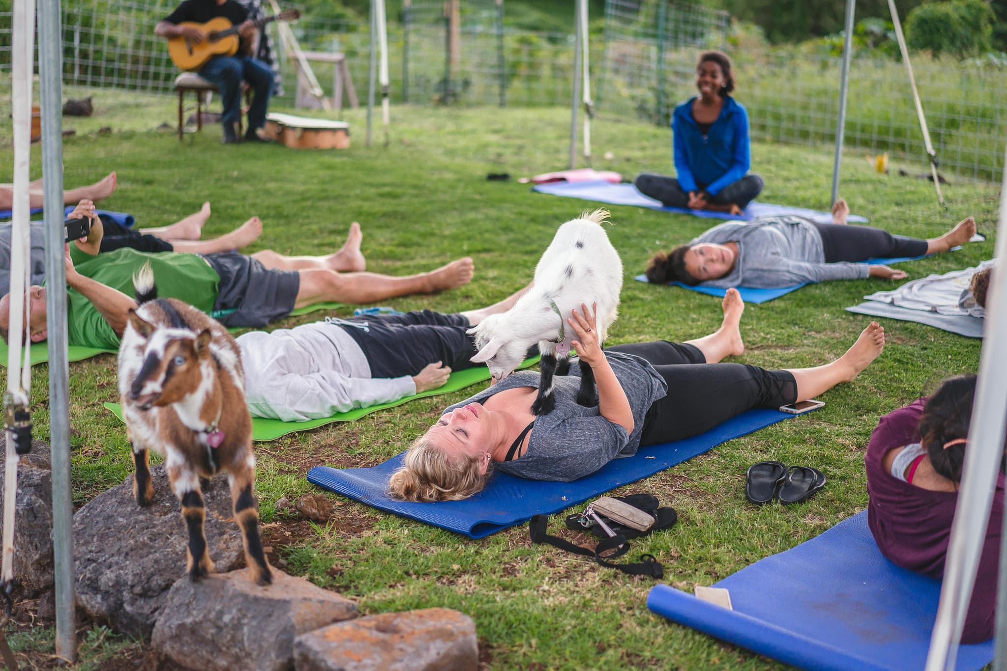 Maui Goat Yoga with Our Miniature Goats