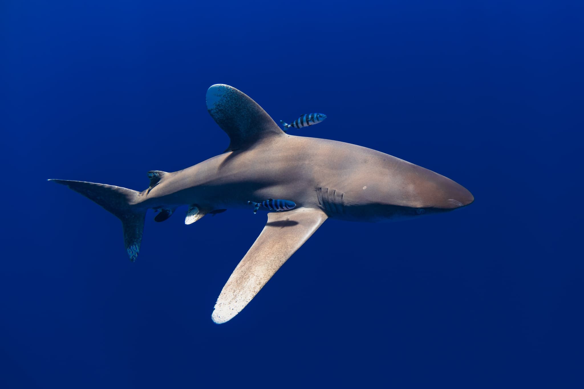 The Aquatic Life Adventure Pass