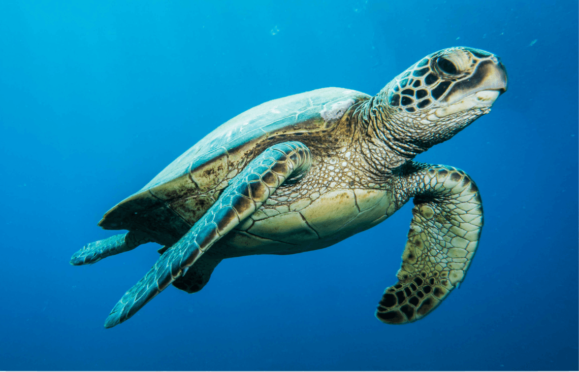 Coastal Wildlife Adventure Whale watch + Reef Snorkel