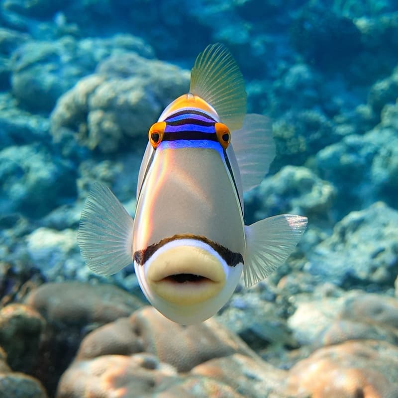 SCUBA Maui: 2 Tank Coral Reefs *Private Charter*