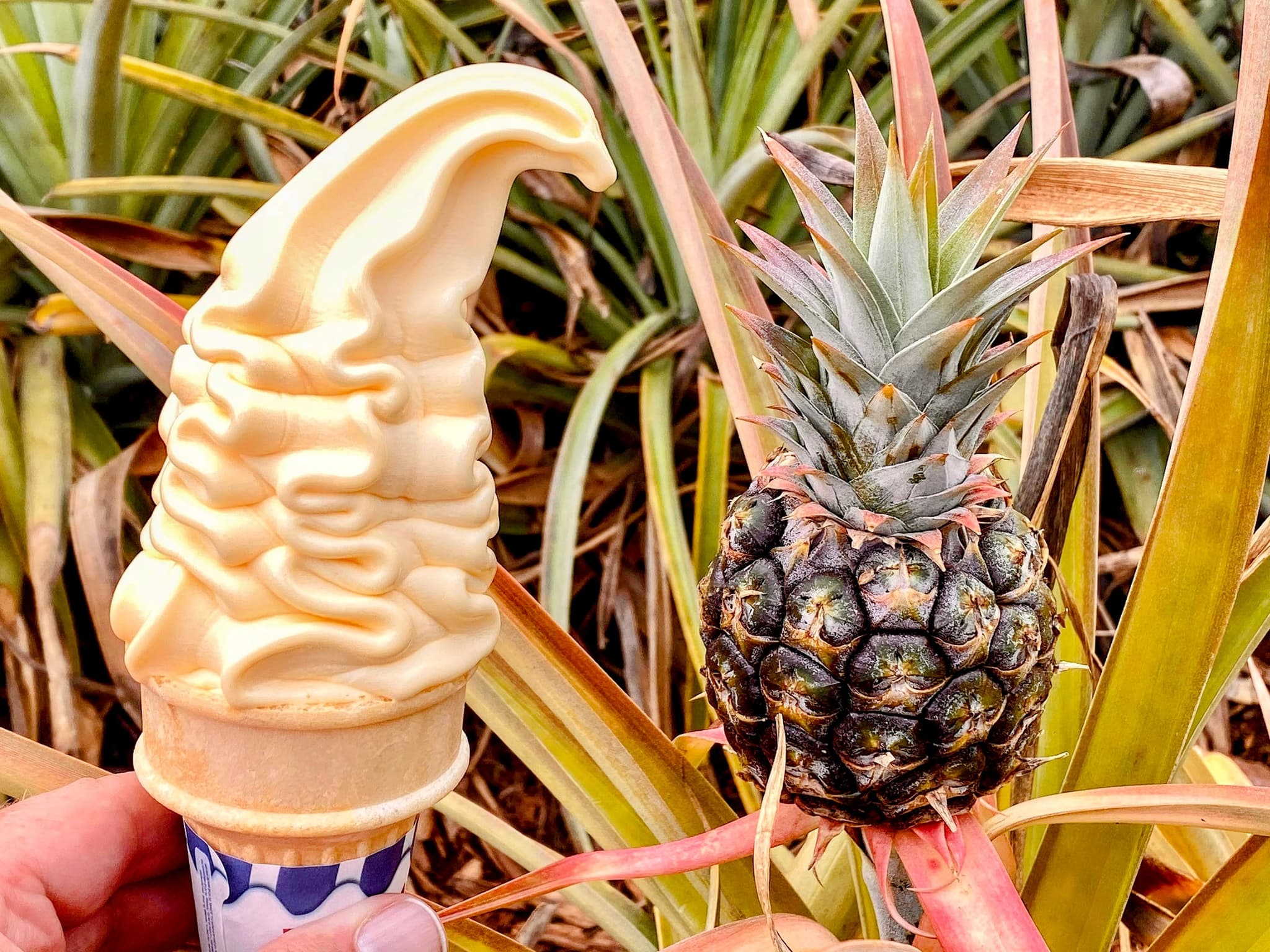 Small Group Oahu Circle Island Tour