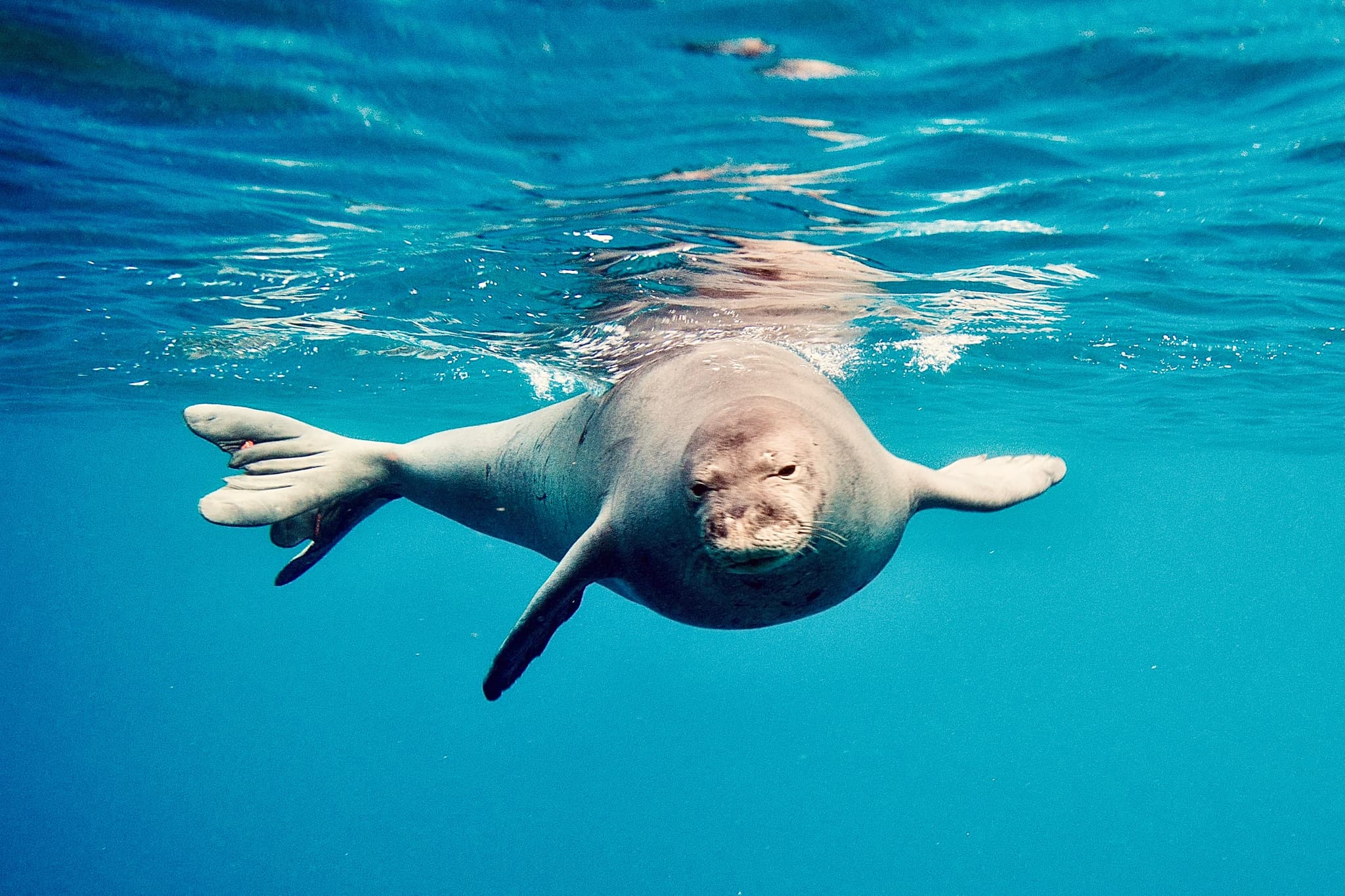 AʻO HAWAIʻI - Dolphin Watching & Snorkel
