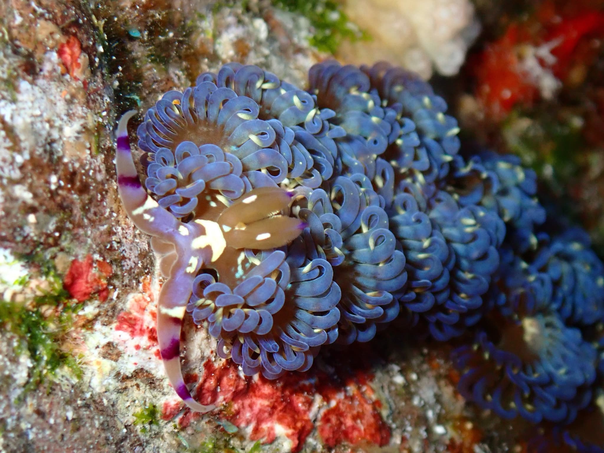 Molokini Double Backwall