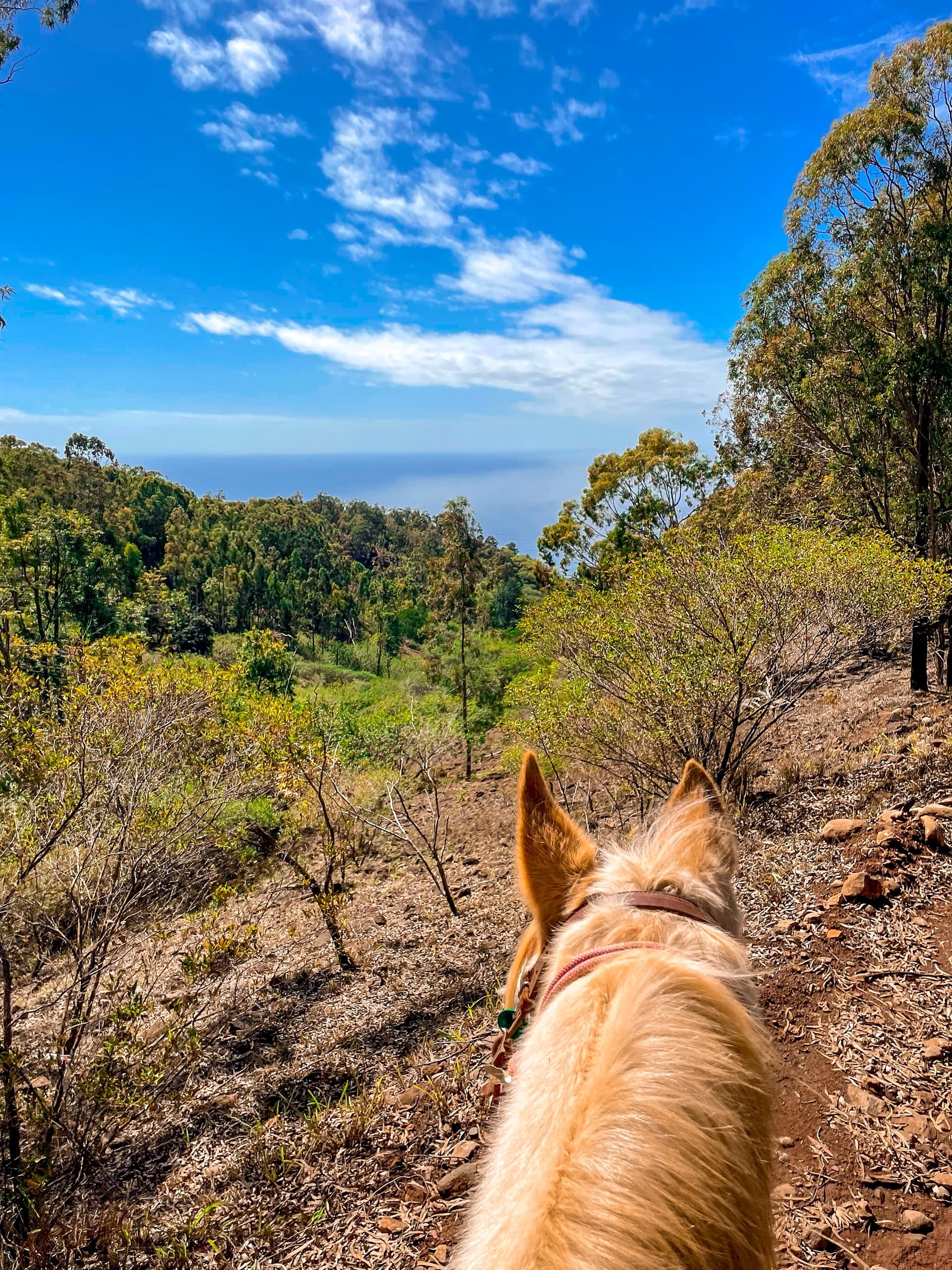 Sunshine Horseback Ride