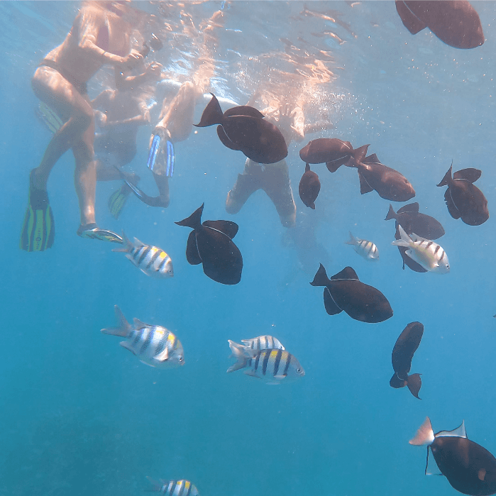 Kealakekua Bay / Captain Cook Monument Snorkel
