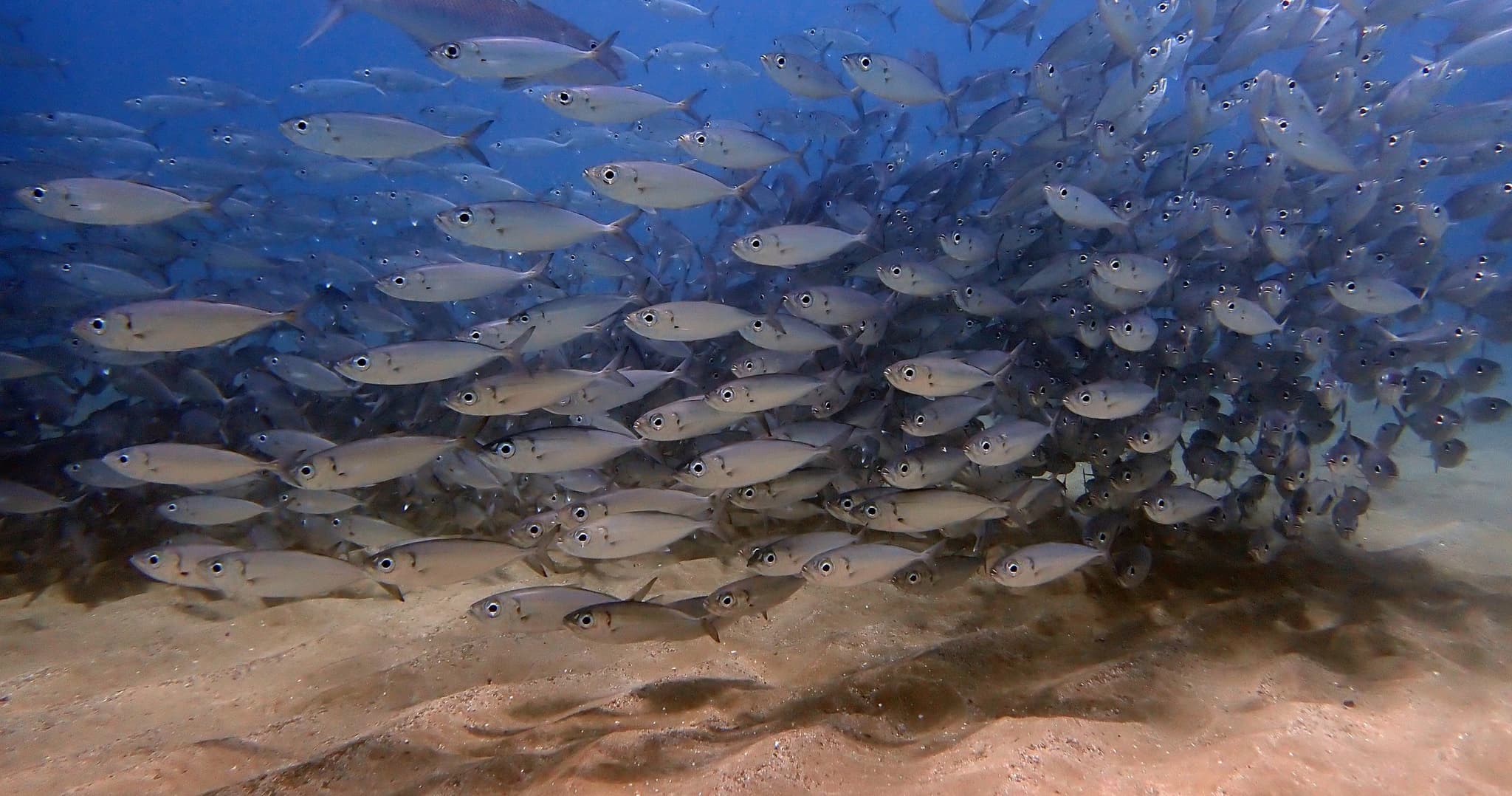 Underwater Naturalist