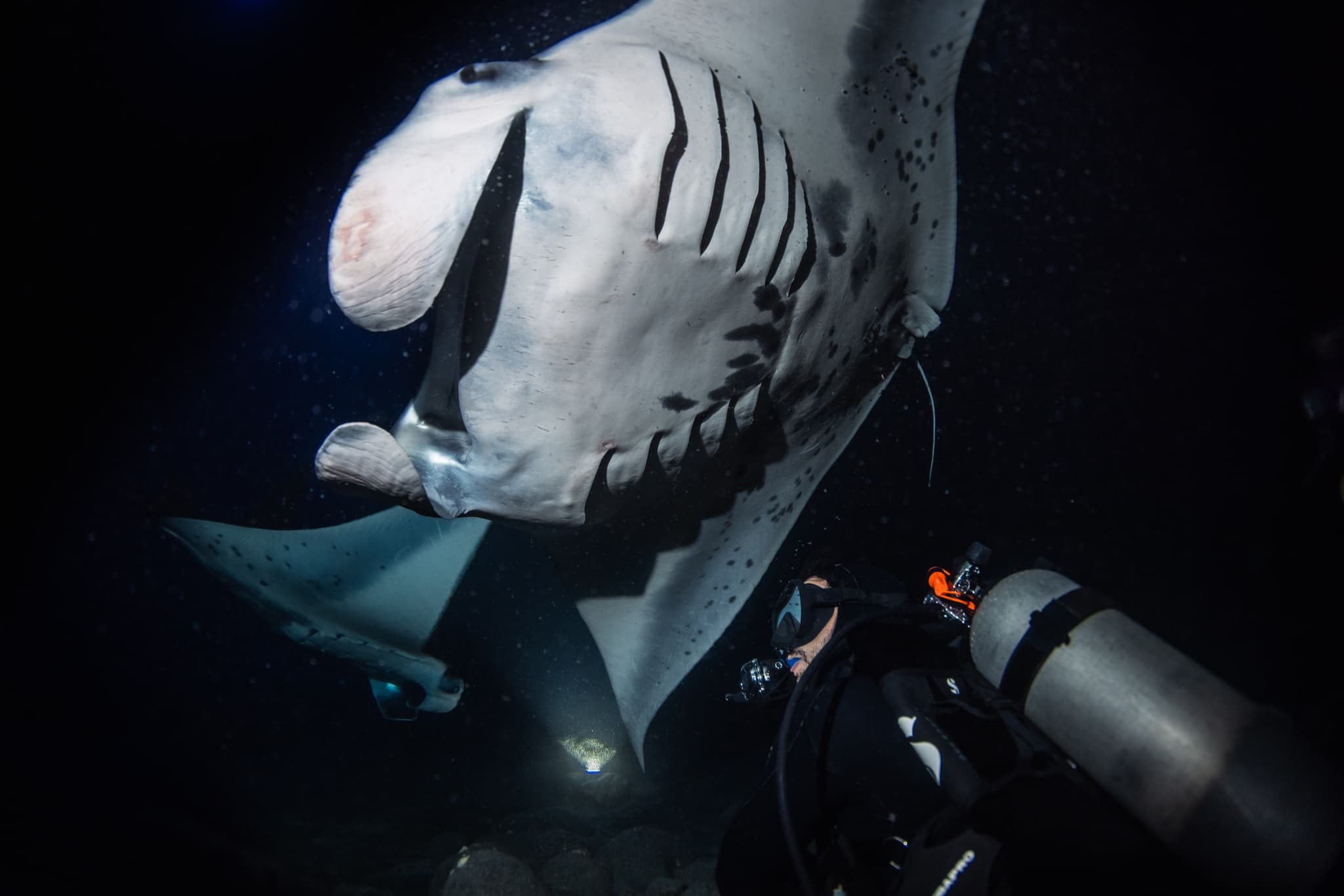 The Twilight Reef & Kona Manta Ray Experience: Two Tank Charter